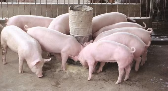 Giá heo hơi hai miền Nam, Bắc chạm ngưỡng 82.000 đồng/kg. Ảnh minh họa.
