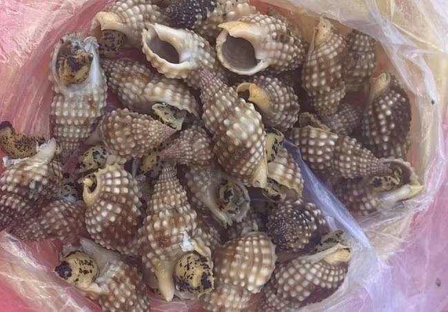 Loài ốc mà 3 ngư dân bắt được và ăn, sau đó bị ngộ độc. Ảnh: T.L
