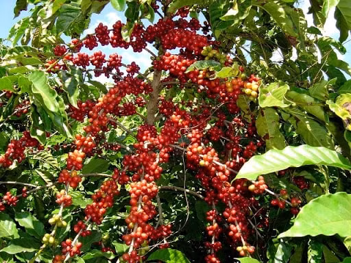 Giá cà phê trong nước ổn định. Ảnh: TL.