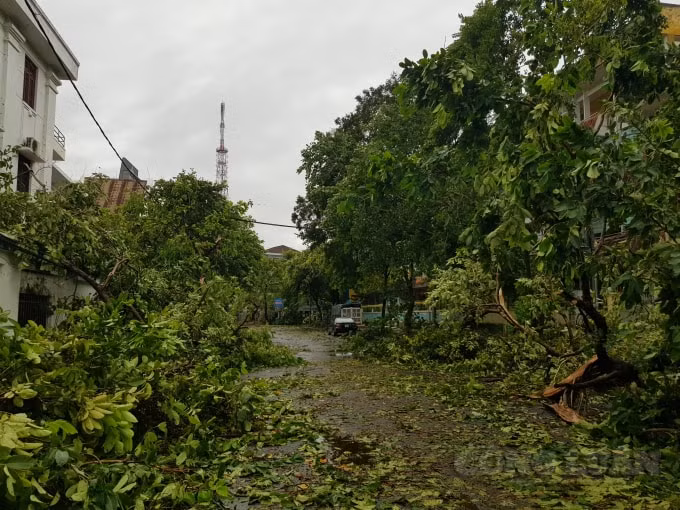 Mưa lớn cùng gió giật mạnh khoảng 30 phút đã khiến hàng loạt cây xanh đổ gãy.