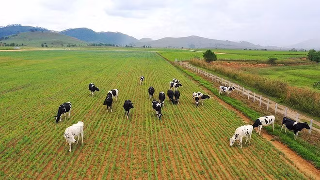 Tổ hợp trang trại bò sữa Organic của Vinamilk với quy mô 24.000 con tọa lạc trên cao nguyên Xiêng Khoảng (Lào)