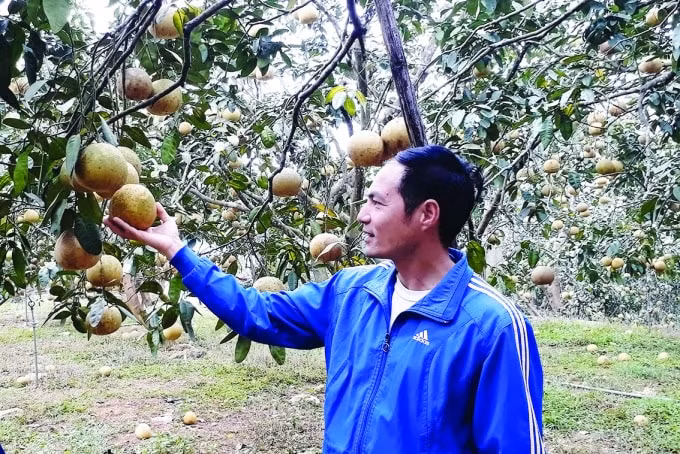 Bưởi Đại Minh (YênBình).