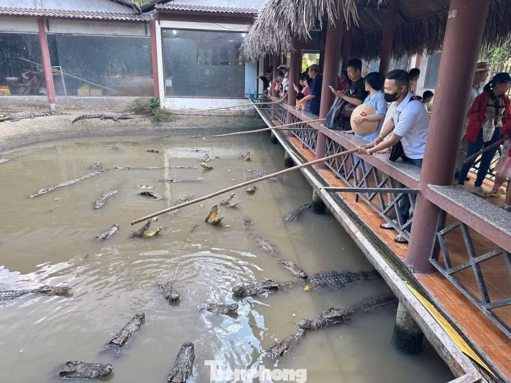 Khu vực hồ nuôi cá sấu tại ngoại ô Cần Thơ.