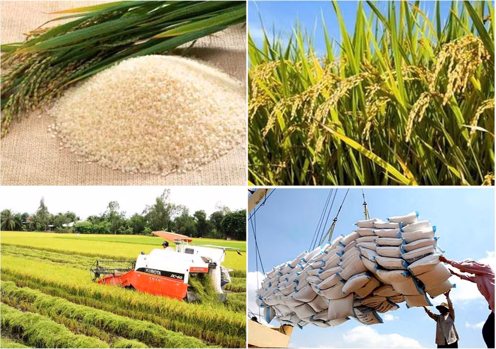 Giá lúa gạo hôm nay 3/1 tại Đồng bằng sông Cửu Long ít biến động