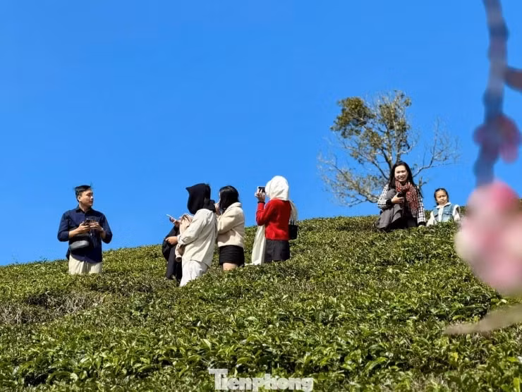 Dịp đầu năm là thời điểm chè xanh tốt nhất, thu hút lượng khách tham quan tăng cao.