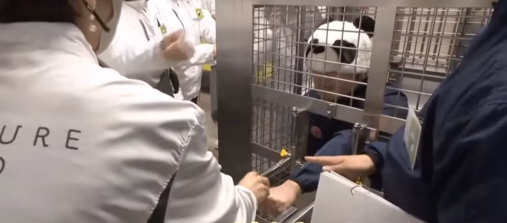 Một nhân viên sở thú đội mũ hình gấu trúc đang ở trong lồng và được "cho ăn".