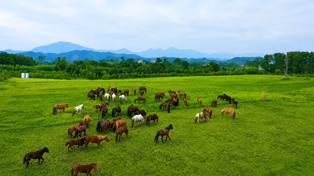 Chuyện chưa kể về những chiến mã đặc biệt trong Đoàn Cảnh sát cơ động kỵ binh ảnh 7