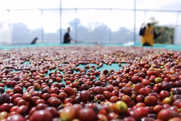 Giá cà phê hôm nay 27/11: Tăng vọt khỏi mốc 33 triệu đồng/tấn. Ảnh minh họa.