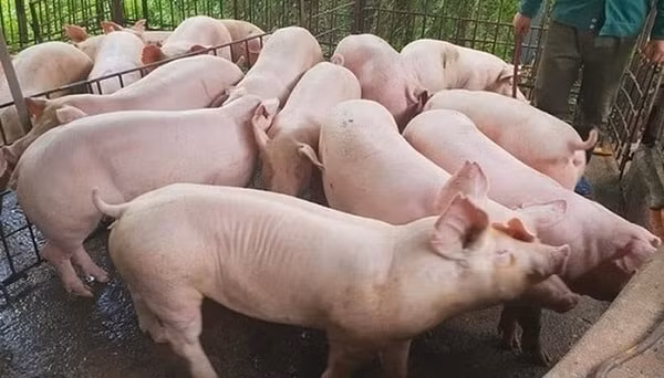 Giá heo hơi tăng mạnh từ 1.000 - 4.000 đồng/kg trên nhiều vùng chăn nuôi. Ảnh minh họa.